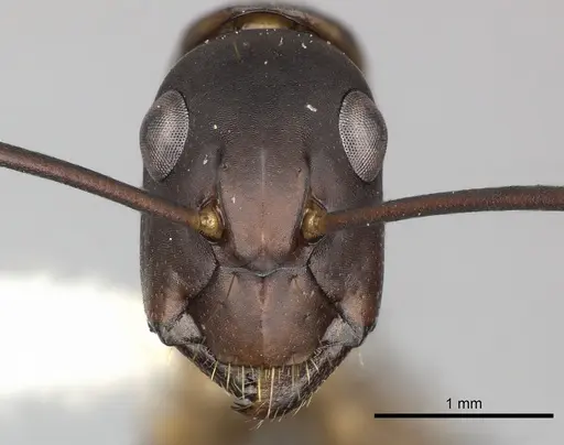 Camponotus simillimus - INBIOCRI002280771