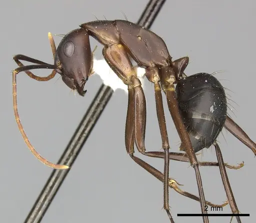 Camponotus simillimus - INBIOCRI002280771