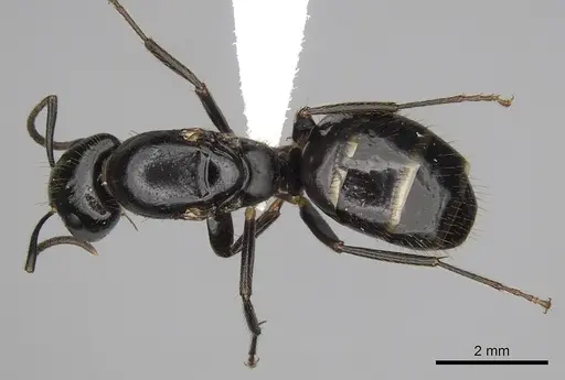 Camponotus simoni specimen