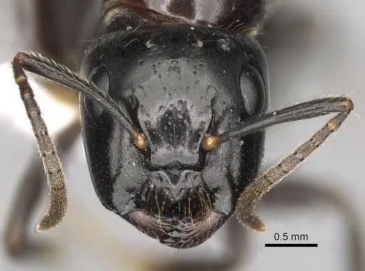 Camponotus simoni specimen