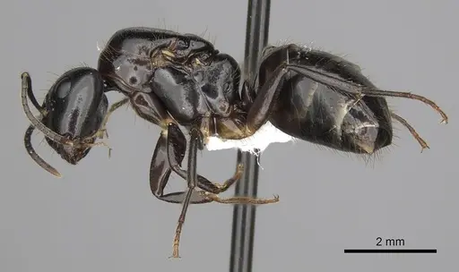 Camponotus simoni specimen
