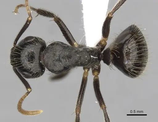 Camponotus simoni - CASENT0316931