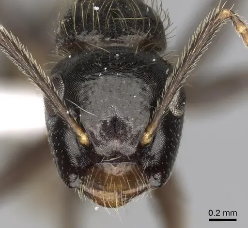 Camponotus simoni - CASENT0316931