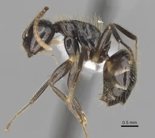 Camponotus simoni - CASENT0316931