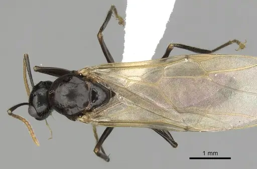 Camponotus simoni - CASENT0403463