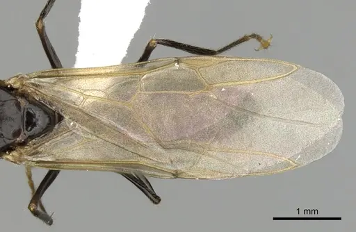 Camponotus simoni - CASENT0403463