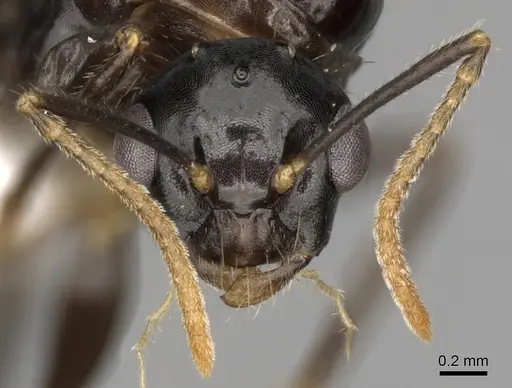 Camponotus simoni - CASENT0403463