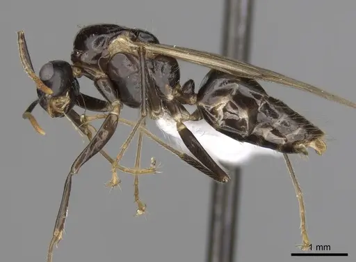 Camponotus simoni - CASENT0403463