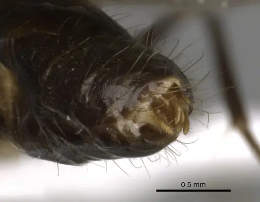 Camponotus simoni - CASENT0403463