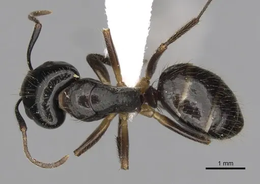 Camponotus simoni - CASENT0403573