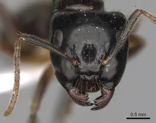 Camponotus simoni - CASENT0403573