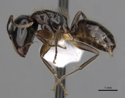 Camponotus simoni - CASENT0403573