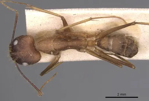 Camponotus simoni - CASENT0905249