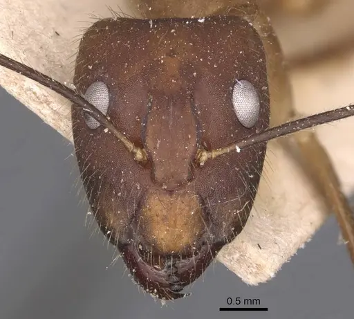 Camponotus simoni - CASENT0905249