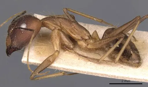 Camponotus simoni - CASENT0905249