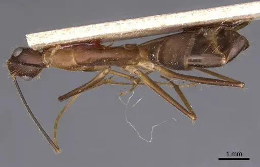 Camponotus simoni - CASENT0905250