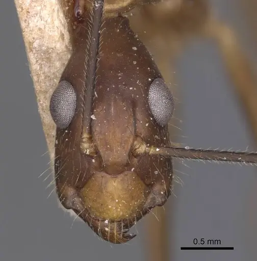 Camponotus simoni - CASENT0905250