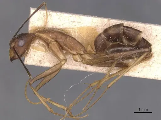 Camponotus simoni - CASENT0905250