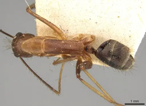 Camponotus simoni - CASENT0906989