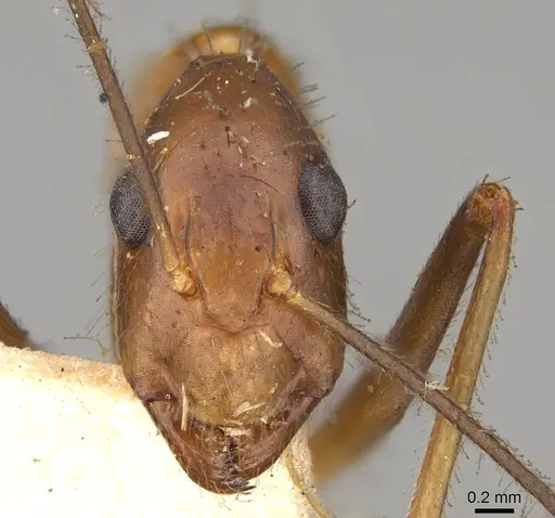 Camponotus simoni - CASENT0906989