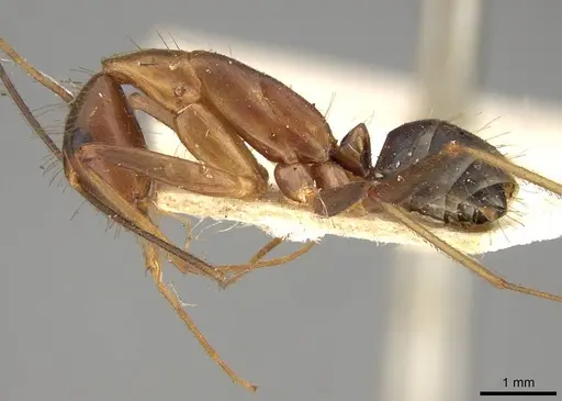 Camponotus simoni - CASENT0906989