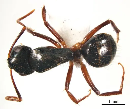Camponotus simpsoni specimen