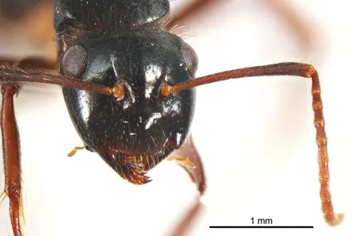 Camponotus simpsoni specimen