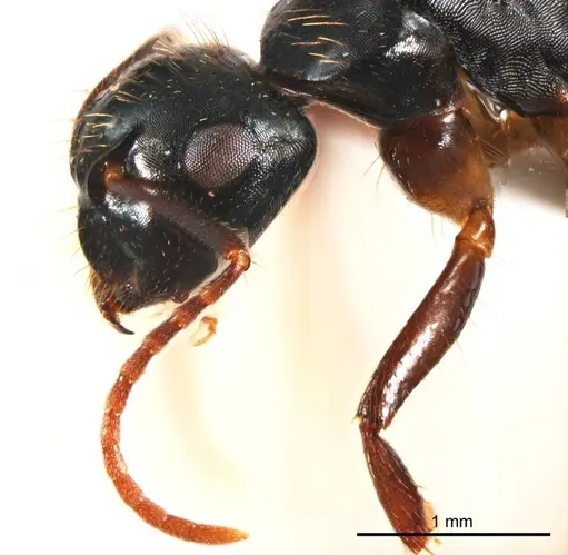 Camponotus simpsoni specimen
