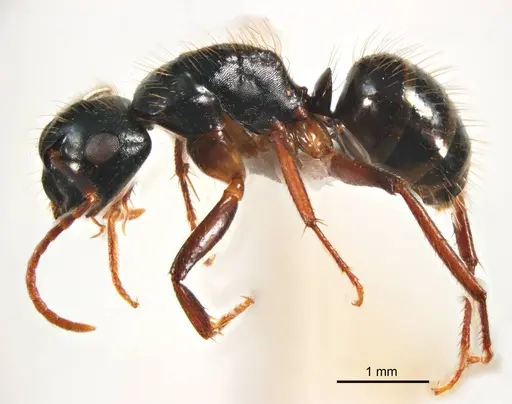 Camponotus simpsoni - ANTWEB1008622