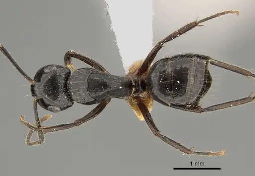 Camponotus simpsoni - CASENT0887653