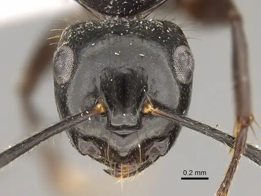 Camponotus simpsoni - CASENT0887653