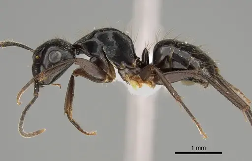 Camponotus simpsoni - CASENT0887653