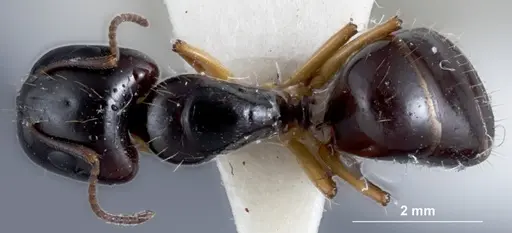 Camponotus simpsoni - JDM32-001354