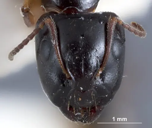 Camponotus simpsoni - JDM32-001354