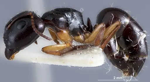 Camponotus simpsoni - JDM32-001354