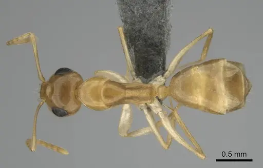 Camponotus simulans specimen