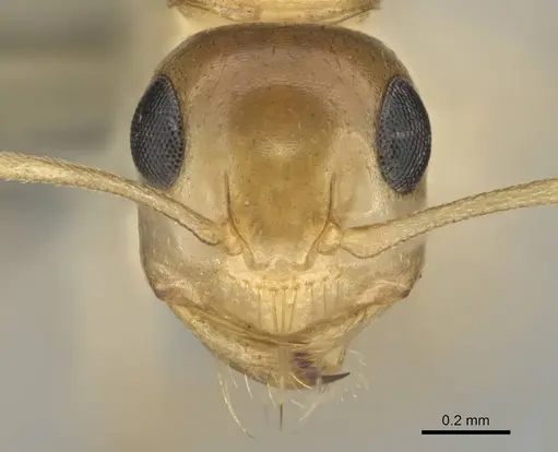 Camponotus simulans specimen