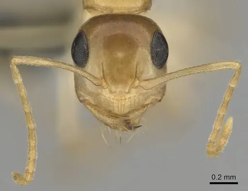 Camponotus simulans specimen