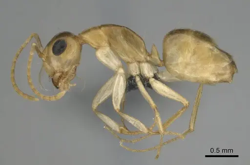 Camponotus simulans - CASENT0813987