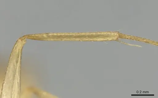 Camponotus simulans - CASENT0813987