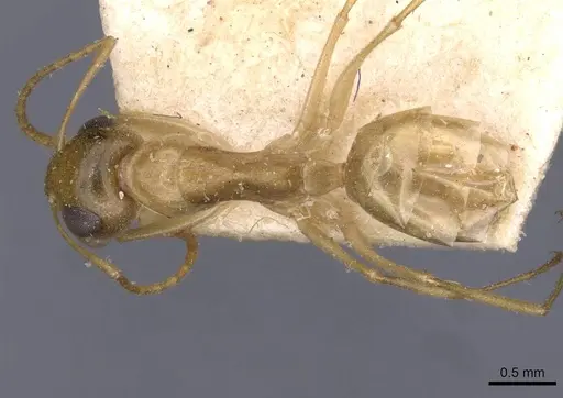 Camponotus simulans - CASENT0909952