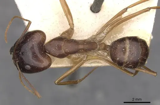 Camponotus simulator specimen
