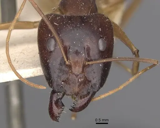 Camponotus simulator specimen