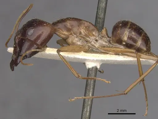 Camponotus simulator specimen