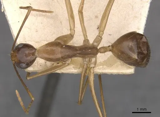 Camponotus simulator - CASENT0910099