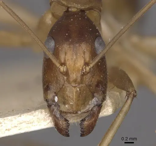 Camponotus simulator - CASENT0910099
