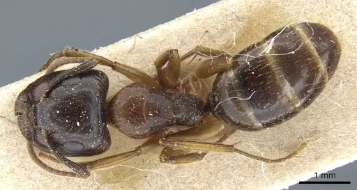 Camponotus simus specimen