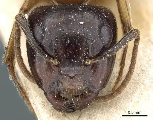 Camponotus simus specimen