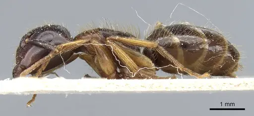 Camponotus simus specimen