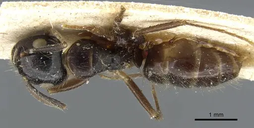 Camponotus simus - CASENT0905449